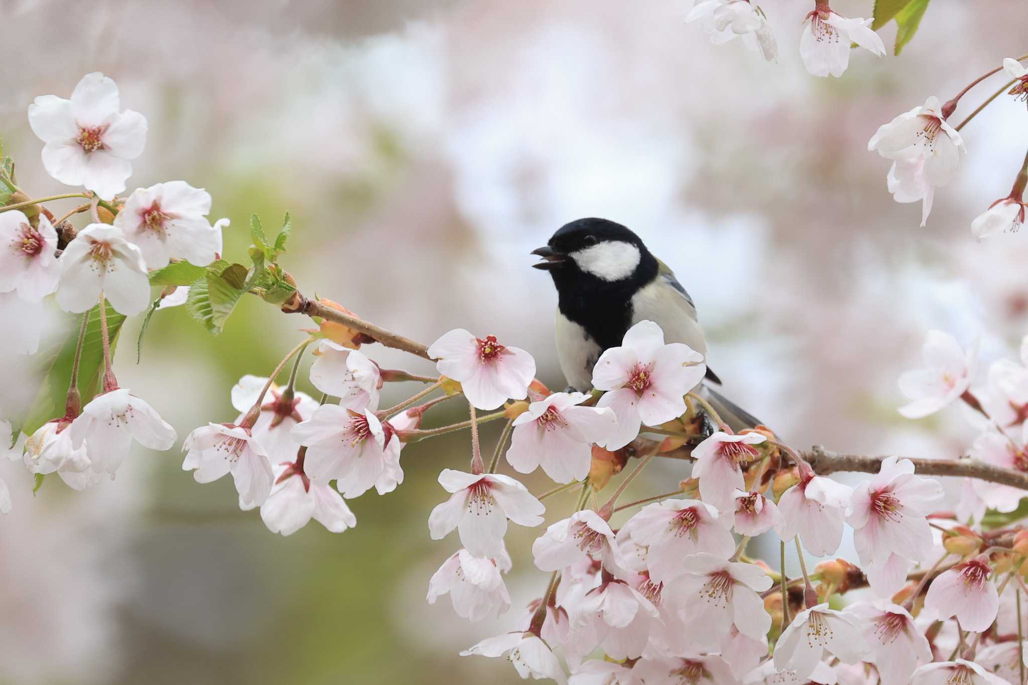 シジュウカラ