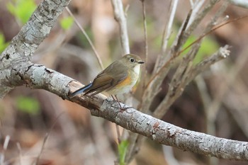 Wed, 5/5/2021 Birding report at Hakodateyama