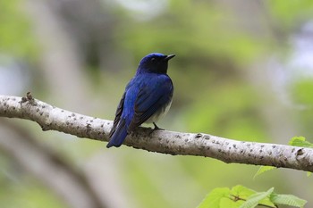 Wed, 5/5/2021 Birding report at Miharashi Park(Hakodate)