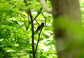 サンコウチョウ 神奈川県 2021年5月5日(水)