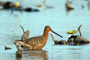 Asian Dowitcher