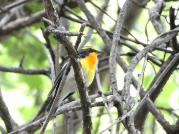 Narcissus Flycatcher Hayatogawa Forest Road Wed, 5/5/2021
