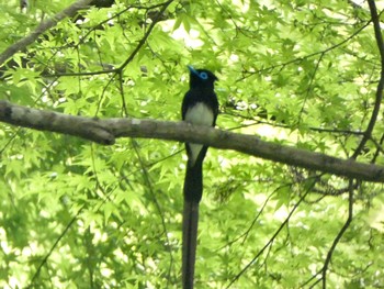 2021年5月5日(水) 八王子城跡の野鳥観察記録