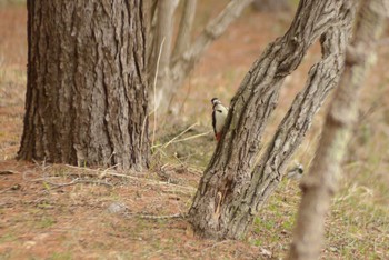 2021年5月5日(水) 北大研究林(北海道大学苫小牧研究林)の野鳥観察記録