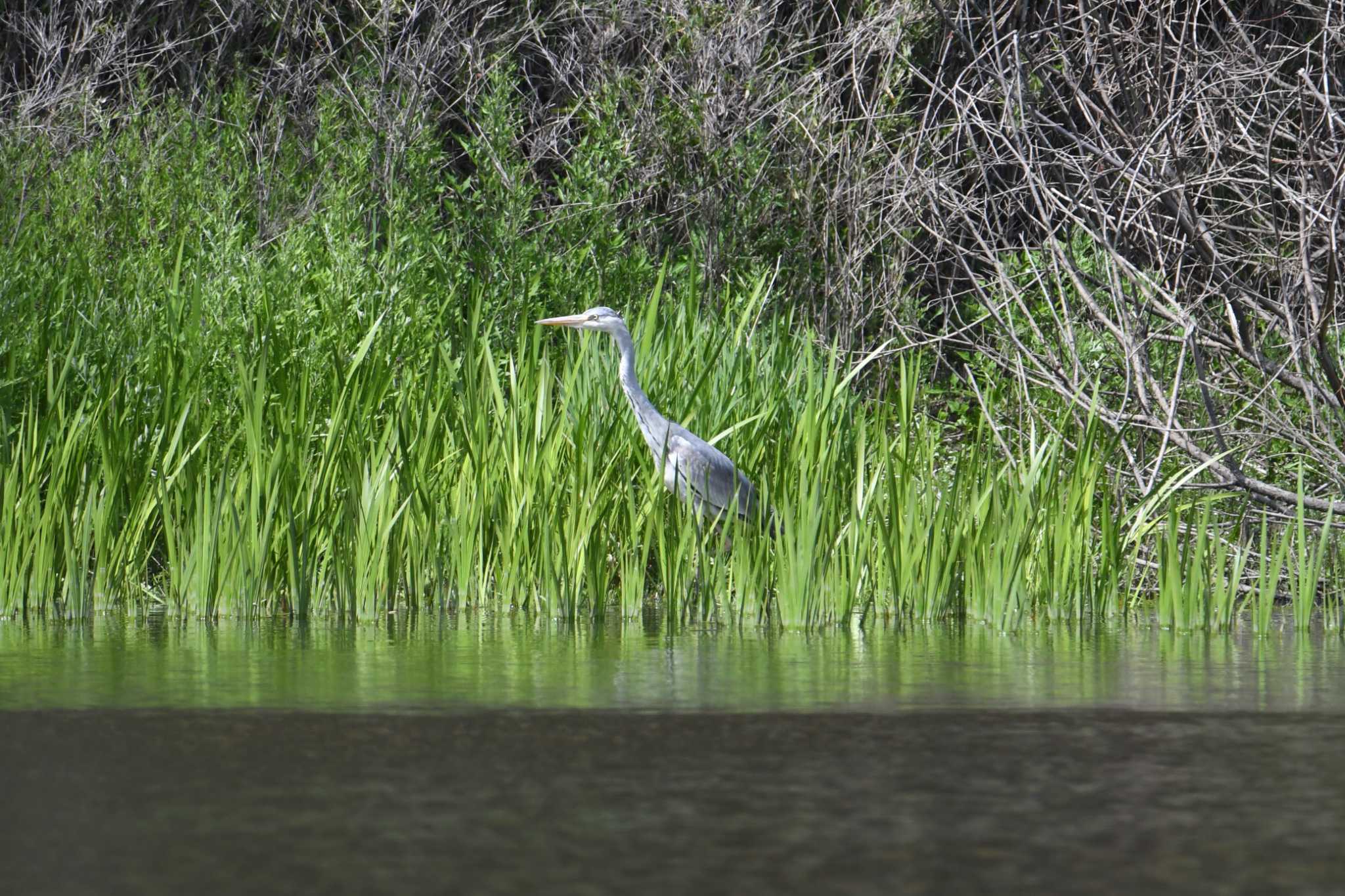 Grey Heron