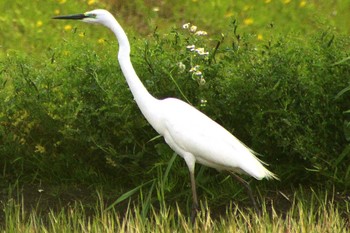 2021年5月2日(日) 愛知県知多市社山１丁目 34°59'46.7" 136°53'22.6"の野鳥観察記録