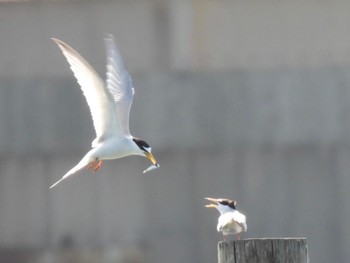 Sun, 5/2/2021 Birding report at 東京都大田区