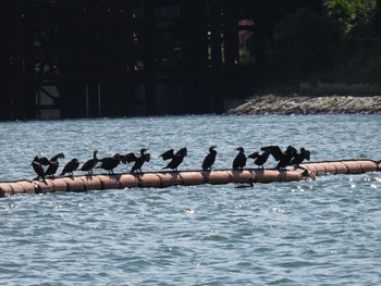 Great Cormorant 東京都大田区 Sun, 5/2/2021