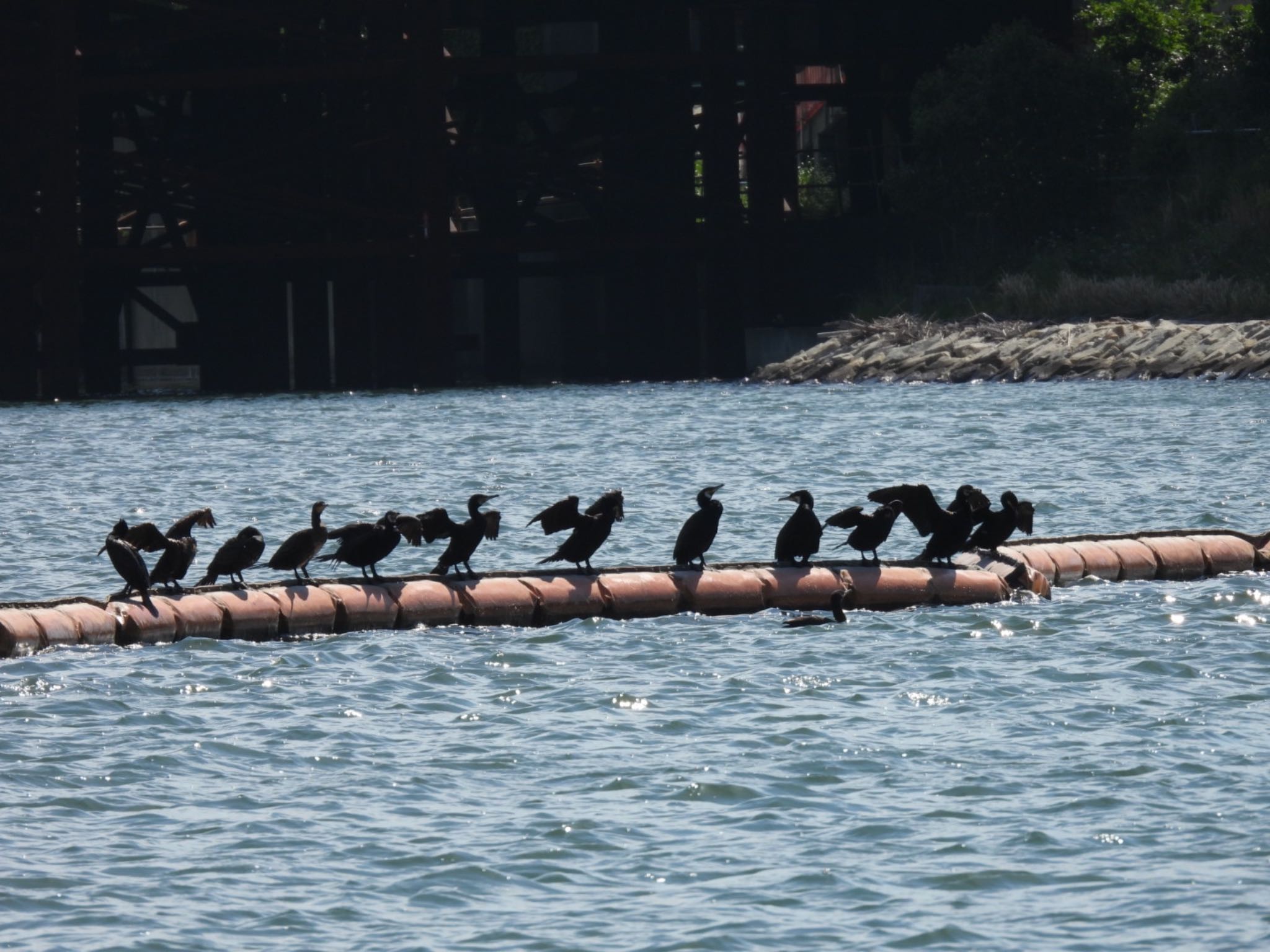 Great Cormorant