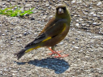 Grey-capped Greenfinch 東京都大田区 Sun, 5/2/2021