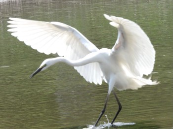 Great Egret Kasai Rinkai Park Tue, 5/4/2021