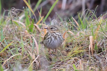 Olive-backed Pipit Unknown Spots Thu, 12/29/2016