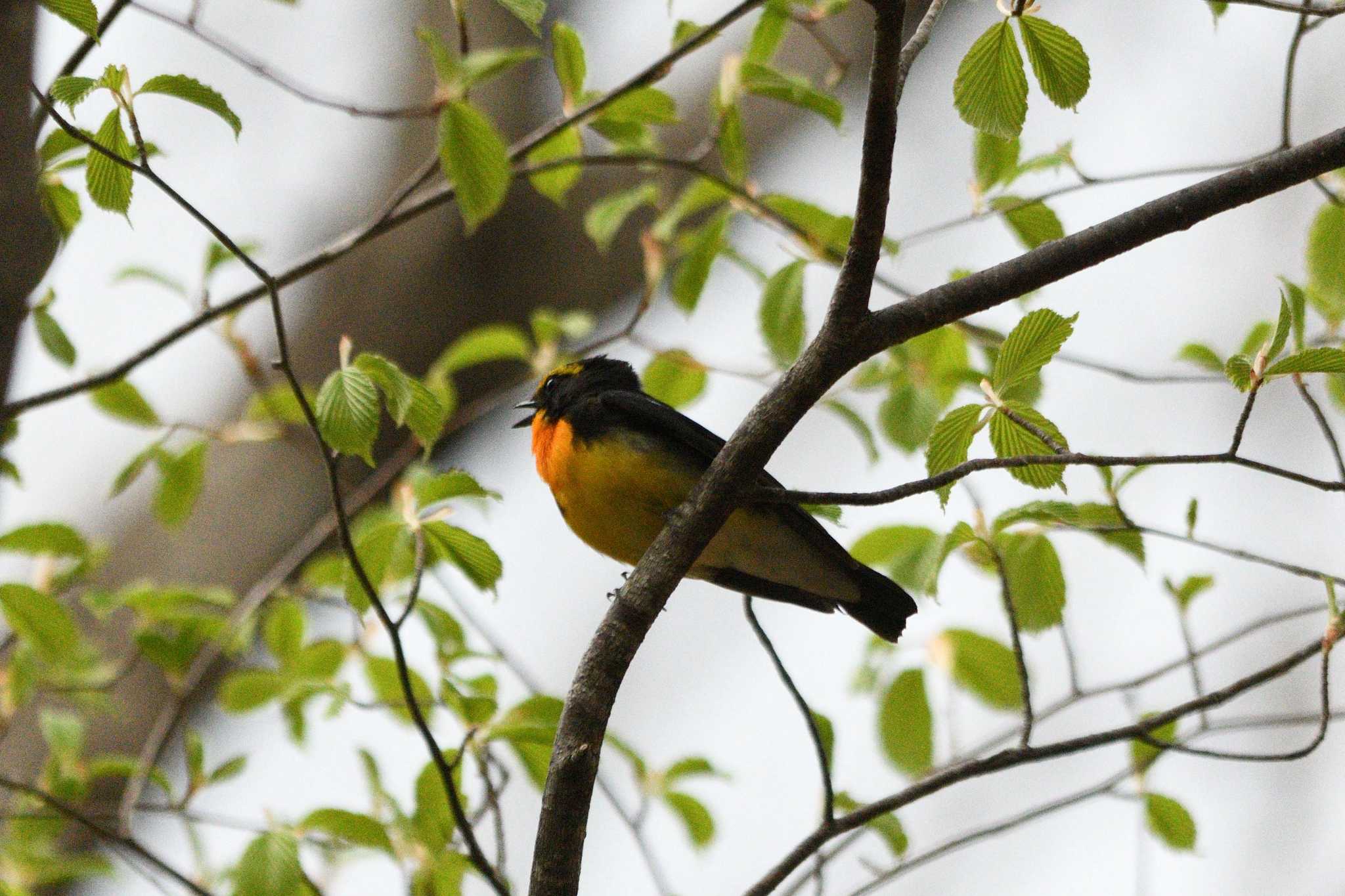 Narcissus Flycatcher