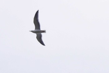 Slaty-backed Gull 福井緑地(札幌市西区) Wed, 5/5/2021