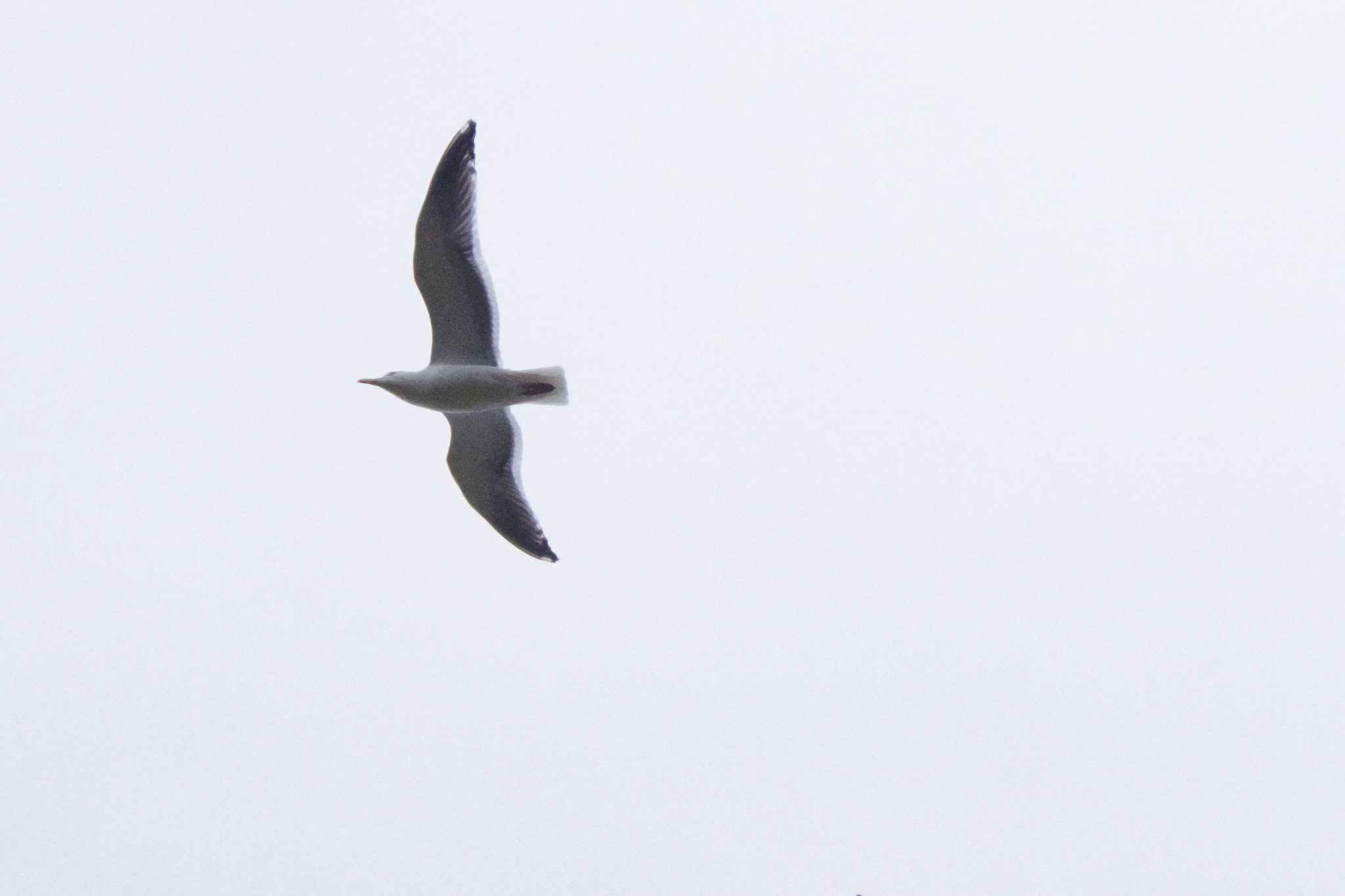 Slaty-backed Gull