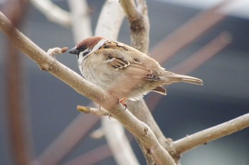 Eurasian Tree Sparrow 福井緑地(札幌市西区) Wed, 5/5/2021