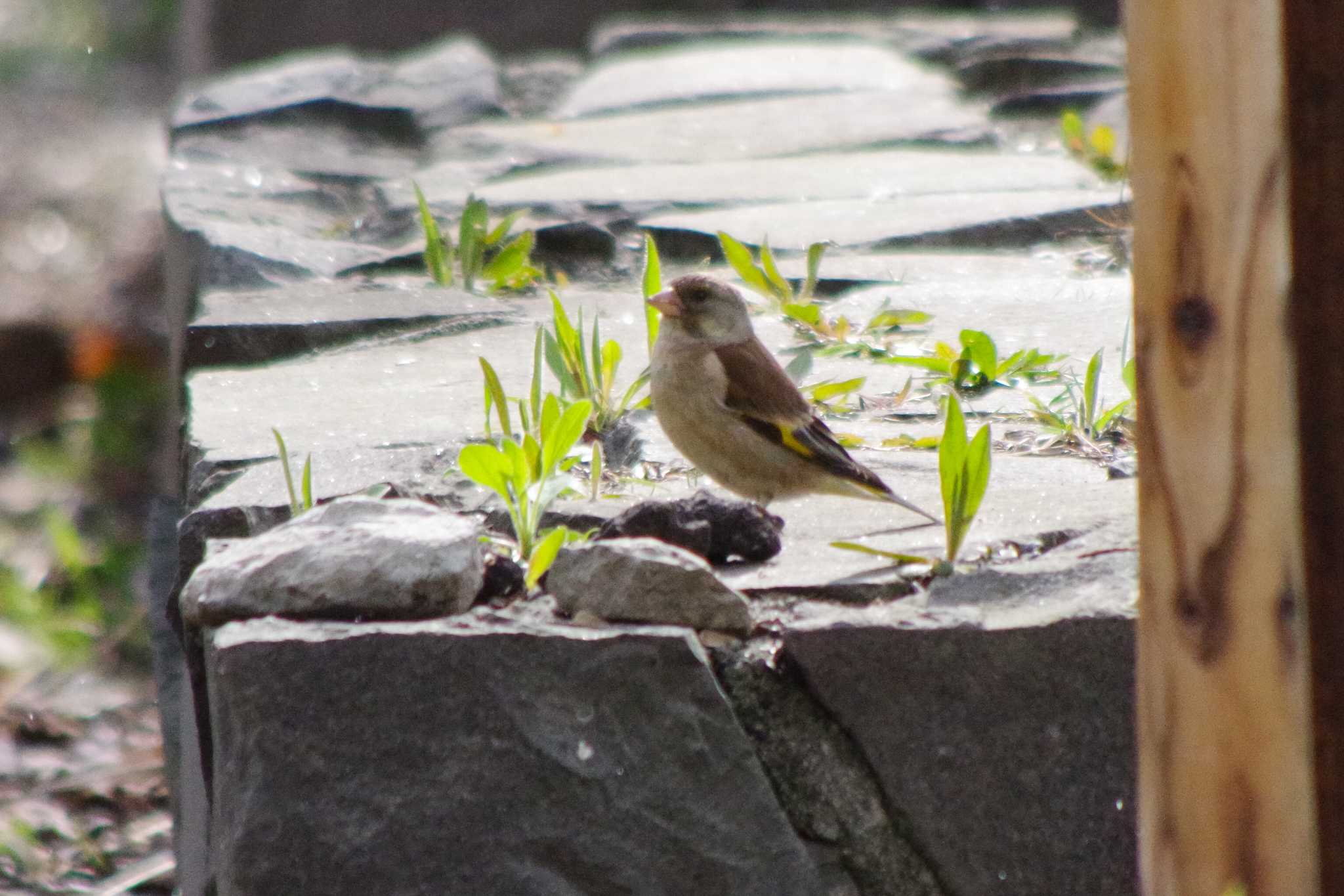 Photo of Grey-capped Greenfinch at 福井緑地(札幌市西区) by 98_Ark (98ｱｰｸ)