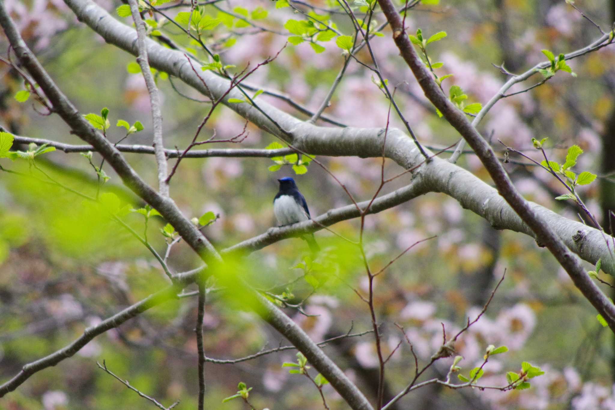 Photo of Blue-and-white Flycatcher at 福井緑地(札幌市西区) by 98_Ark (98ｱｰｸ)