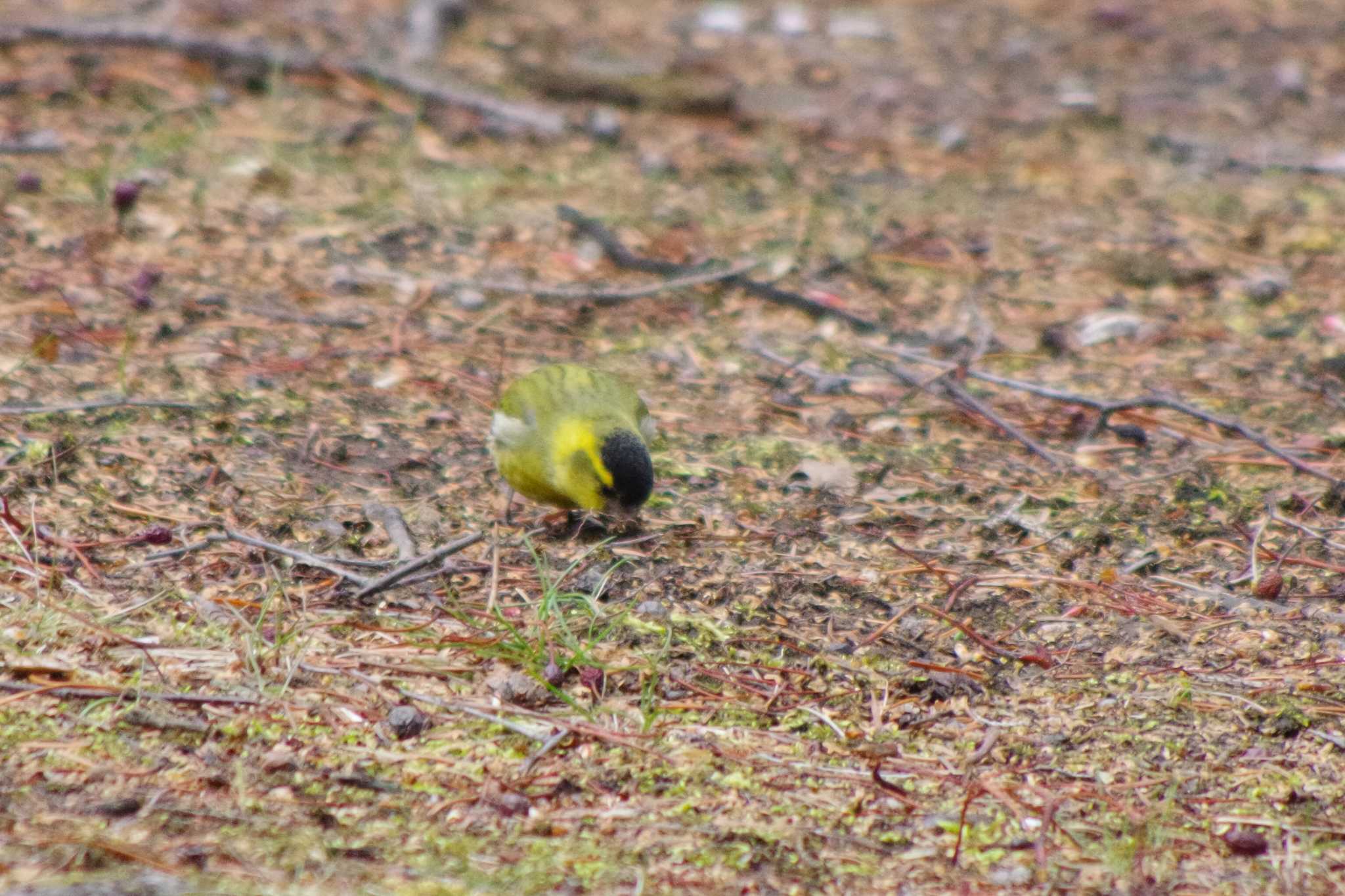 Eurasian Siskin