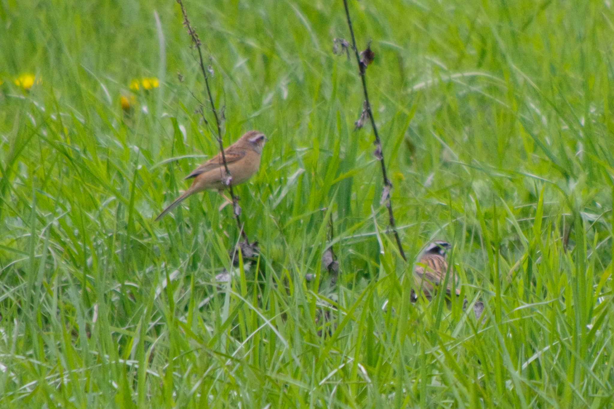 Meadow Bunting