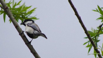 Japanese Tit 福井緑地(札幌市西区) Wed, 5/5/2021