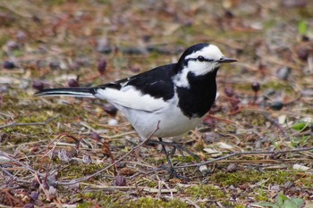 White Wagtail 福井緑地(札幌市西区) Wed, 5/5/2021