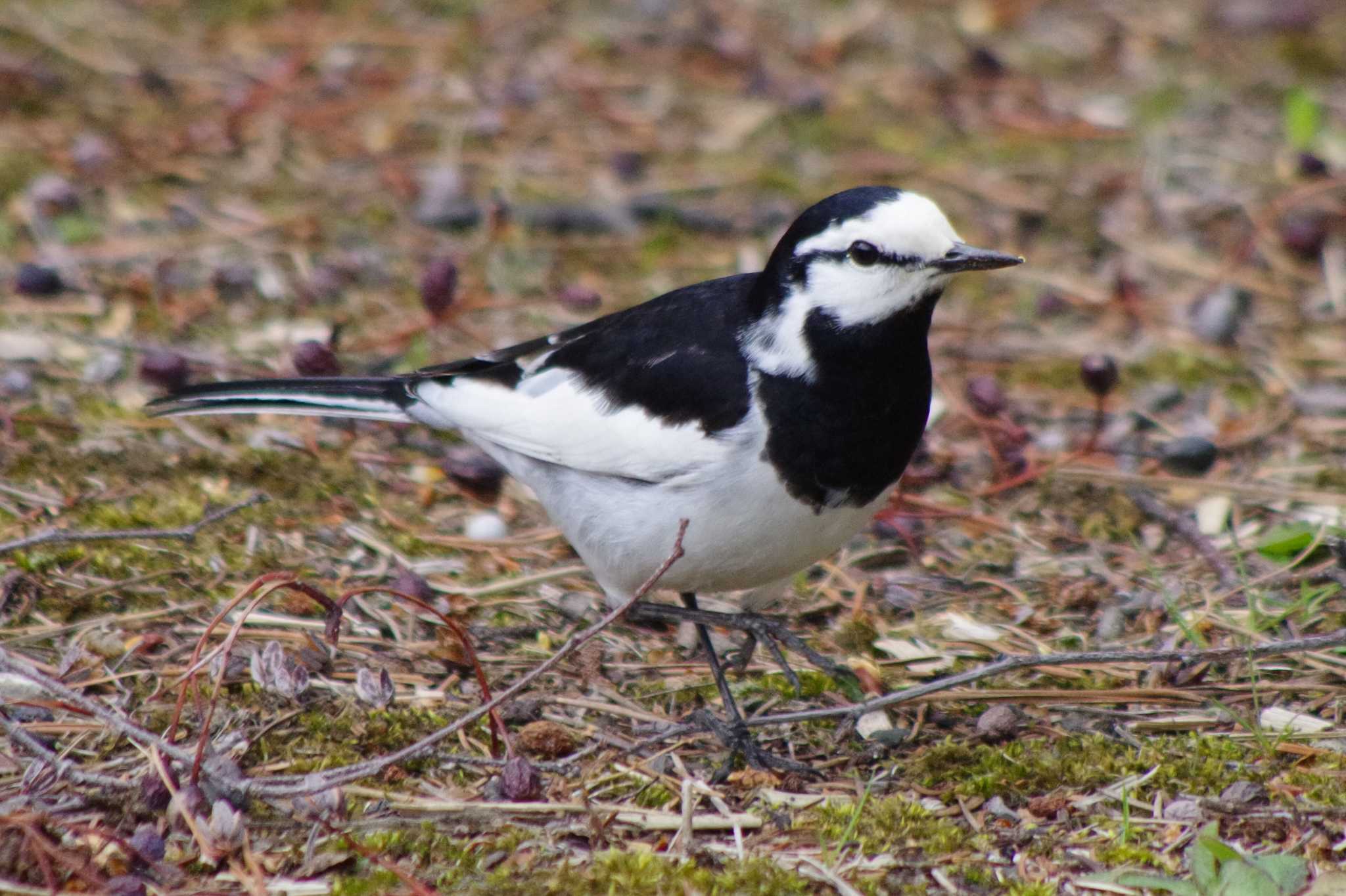 White Wagtail