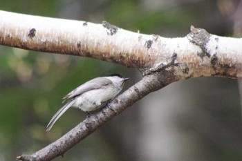 Marsh Tit 福井緑地(札幌市西区) Wed, 5/5/2021