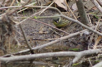 Masked Bunting 福井緑地(札幌市西区) Wed, 5/5/2021