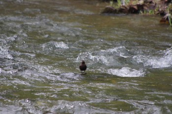 カワガラス 福井緑地(札幌市西区) 2021年5月5日(水)