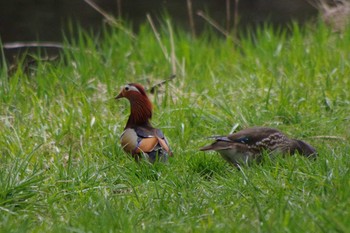 Mandarin Duck 福井緑地(札幌市西区) Wed, 5/5/2021