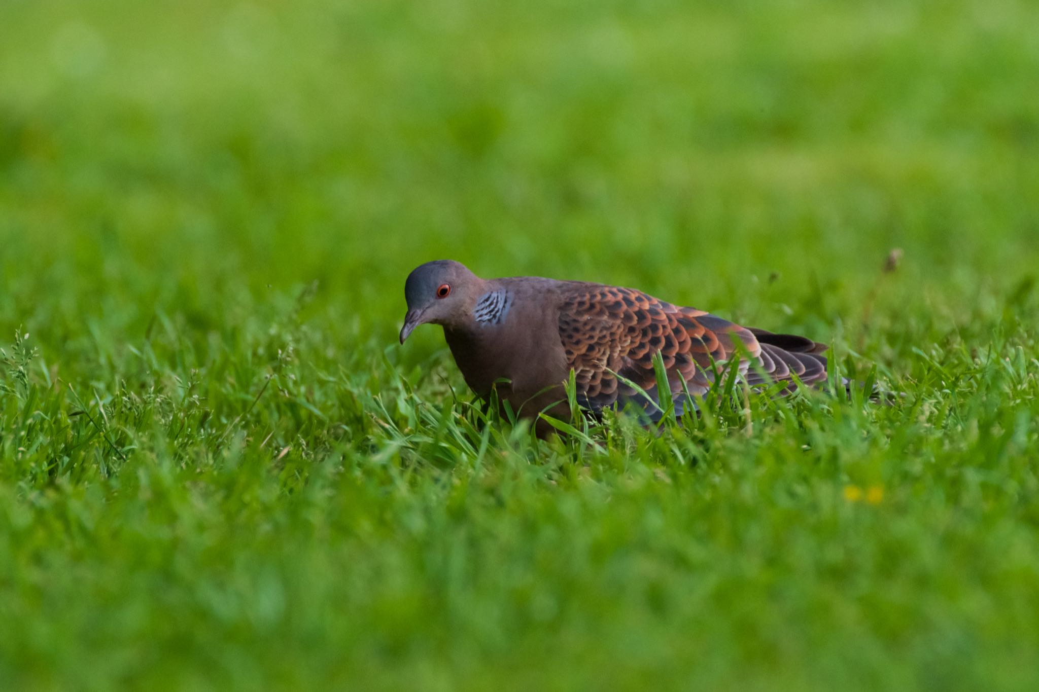 秋ヶ瀬公園 カワラバトの写真 by Marco Birds