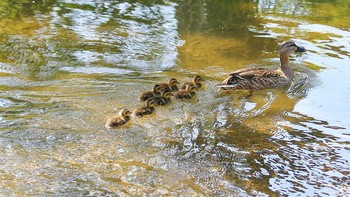 カルガモ 金山公園 2021年4月21日(水)