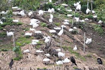 Little Egret 耳原公園 Sun, 5/2/2021