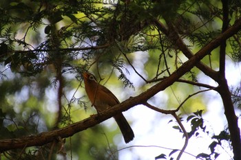 ガビチョウ 生田緑地 2021年5月2日(日)