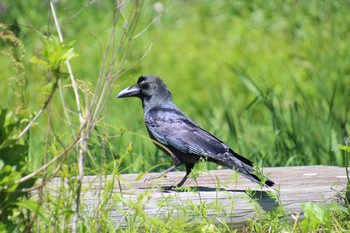 ハシブトガラス 生田緑地 2021年5月2日(日)