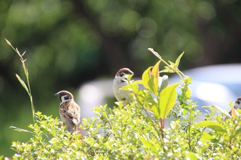 スズメ 多摩区 2021年5月2日(日)