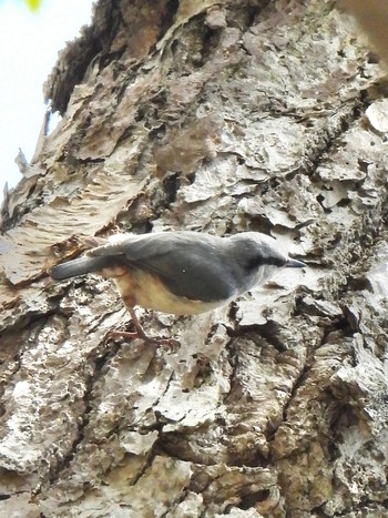 Eurasian Nuthatch 志賀坊森林公園 Tue, 5/4/2021