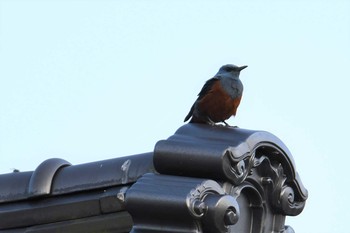 Tue, 5/4/2021 Birding report at 田牛近辺