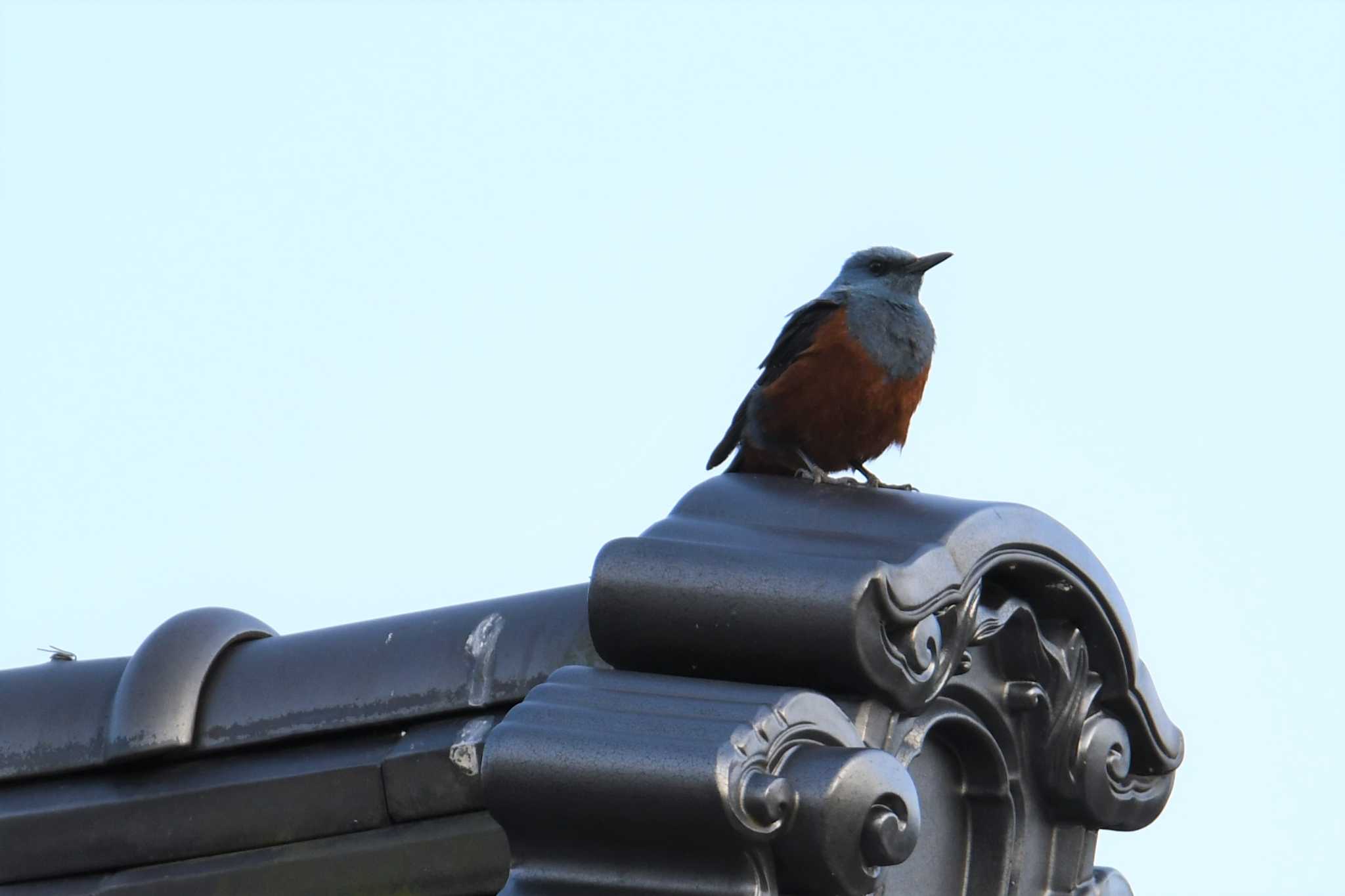 Blue Rock Thrush