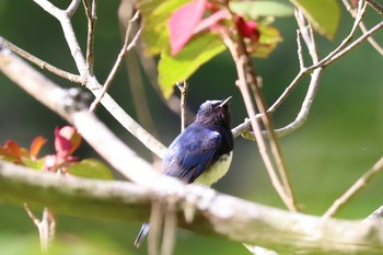 Blue-and-white Flycatcher Unknown Spots Tue, 5/4/2021