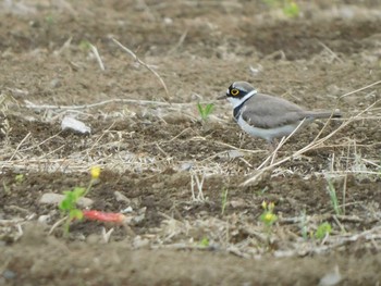 Little Ringed Plover 七里総合公園付近 Wed, 5/5/2021