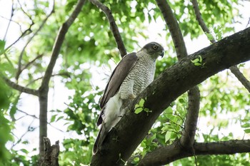 2021年5月3日(月) 秋ヶ瀬公園の野鳥観察記録