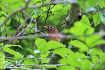 ガビチョウ 早戸川林道 2021年5月5日(水)