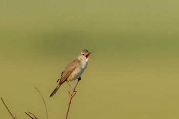 Oriental Reed Warbler 佐賀県福富町 Mon, 5/3/2021