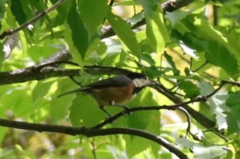 2021年5月4日(火) 大町自然公園の野鳥観察記録