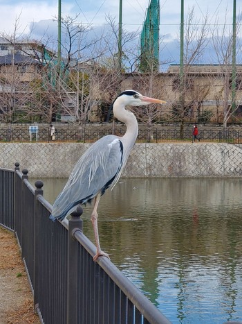 アオサギ 西宮市高座町 2021年2月28日(日)