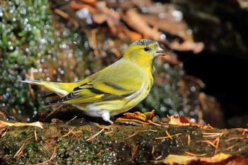 Eurasian Siskin Unknown Spots Sun, 10/25/2015