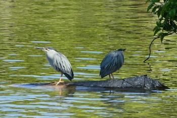 ササゴイ 都立浮間公園 2021年5月3日(月)