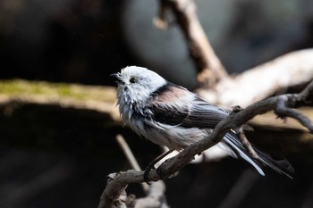 Long-tailed tit(japonicus) 北海道 Fri, 4/16/2021